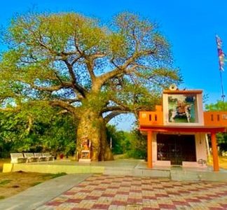 baobab treealakhdhani templeganpatpura 1