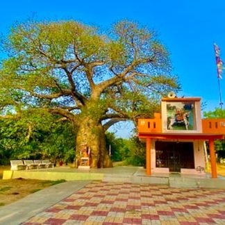 baobab treealakhdhani templeganpatpura 1