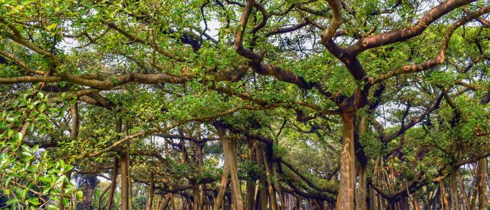 big banyan tree