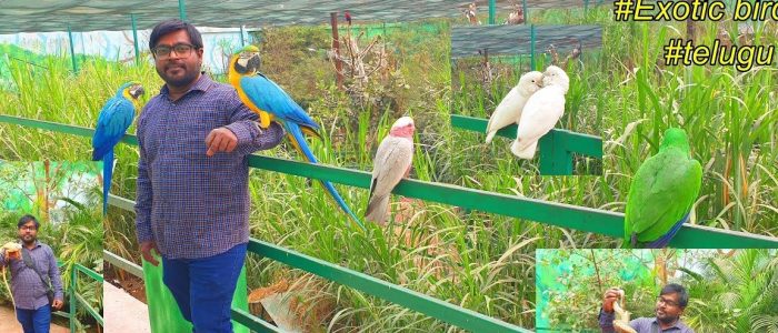 bird aviary indore zoo