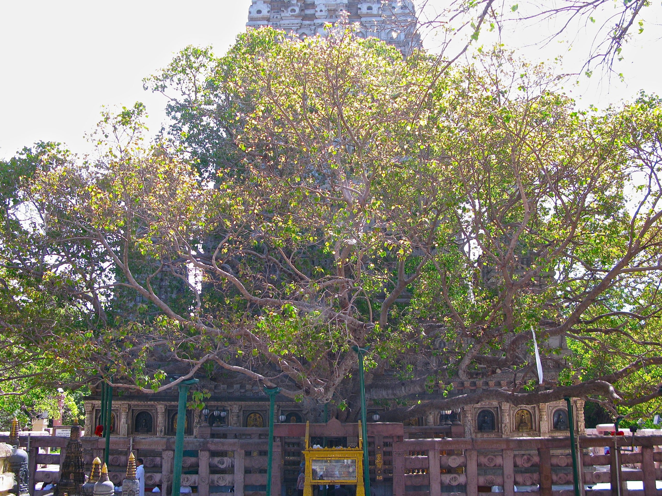 bodhgaya bodhi tree scaled