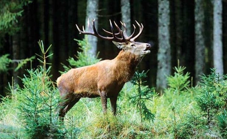 dachigam national park