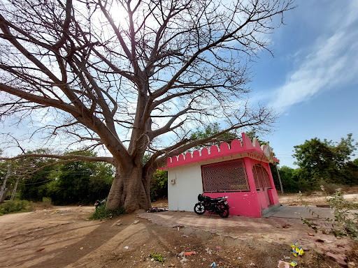 kalpavriksha tree("adansonia digitata",baobab tree )(ઘેલું ઝાડ)