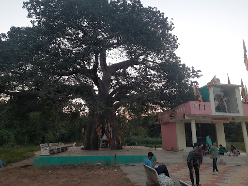 Baobab tree(Alakhdhani Temple)Ganpatpura