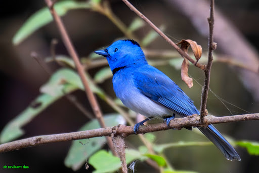 Bhatagaon Bird Watching Point