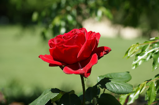 Government Garden, Madho Nagar, Saharanpur