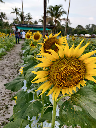 Thiruvizha Farm Visit Tourism