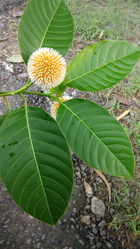 Indrajeet visit Park