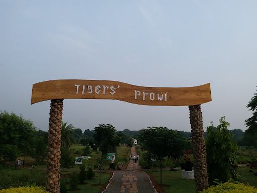 Tiger's Prowl