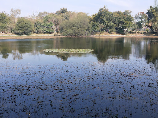 Lotus lake