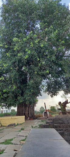 Heritage banyan tree