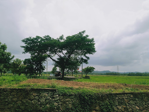 Kuttumukku Paddy Lands View Point