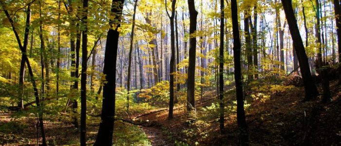 forest