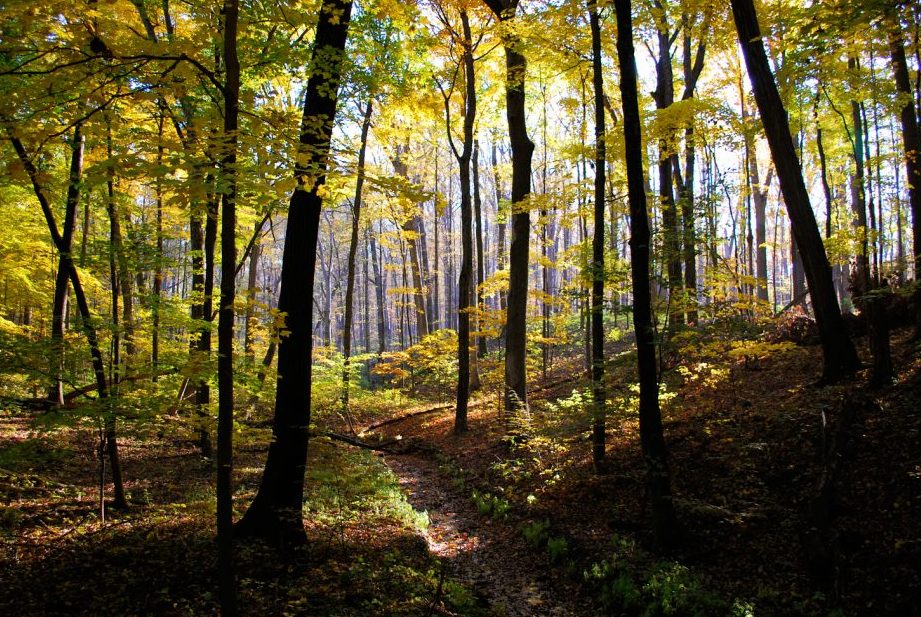 forest