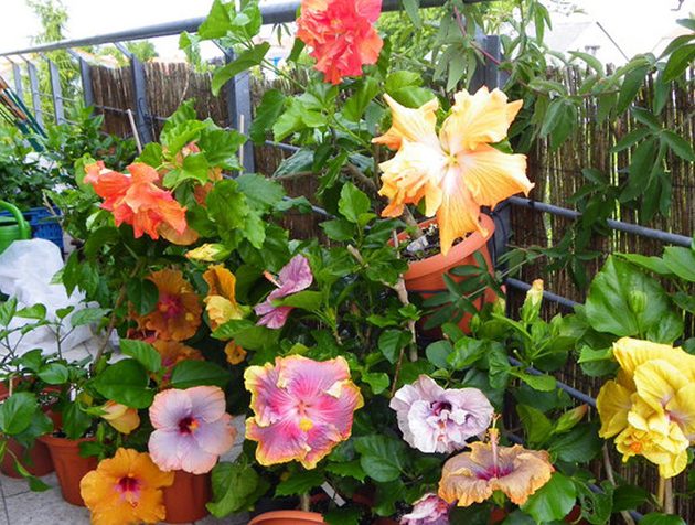 hibiscus garden