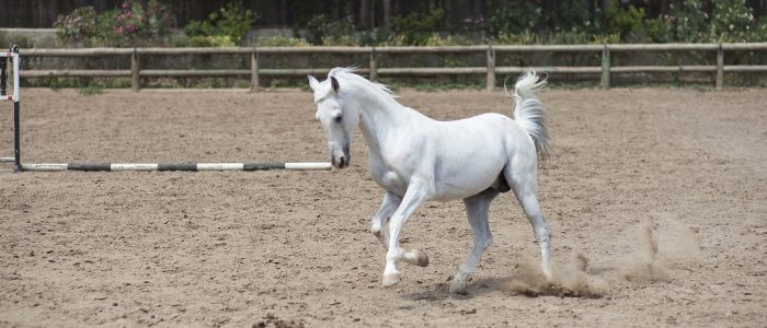 horses place