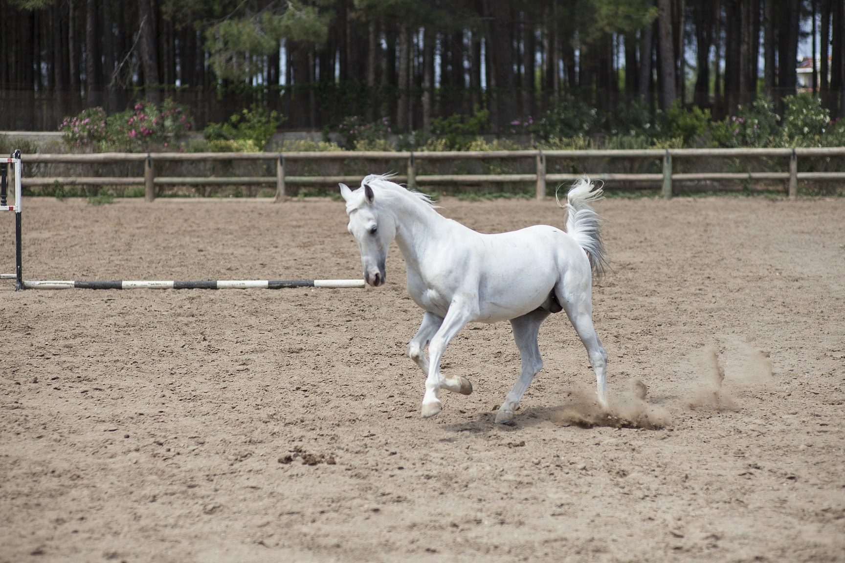 horses place