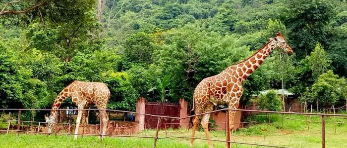 indira gandhi zoological park