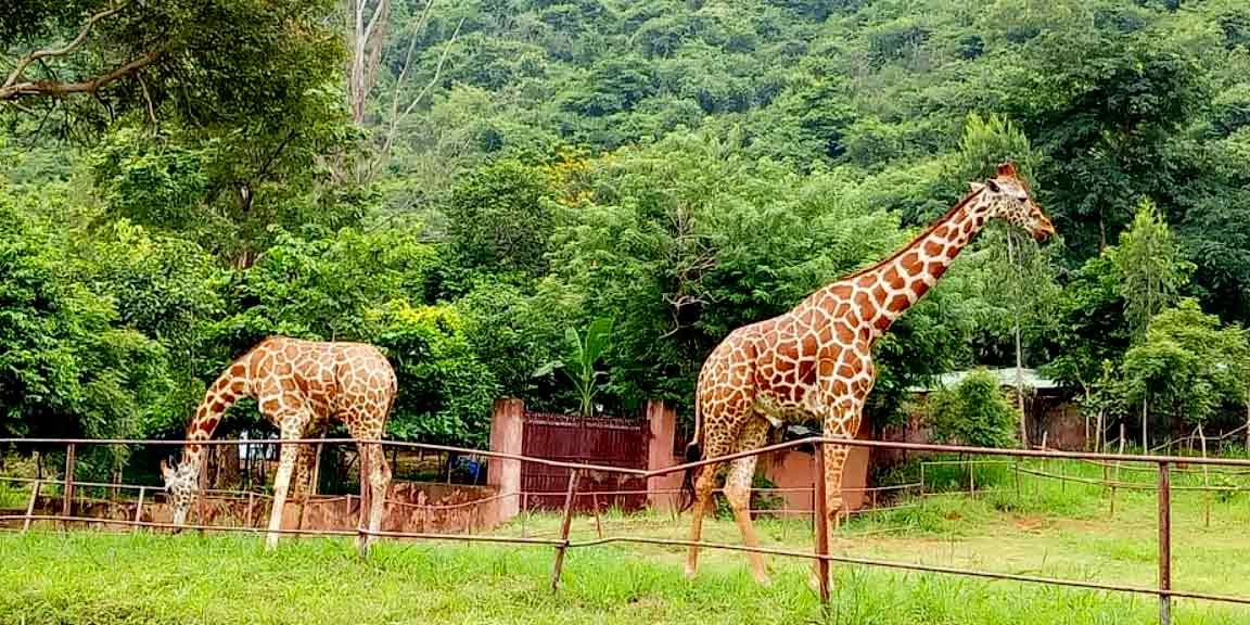 indira gandhi zoological park