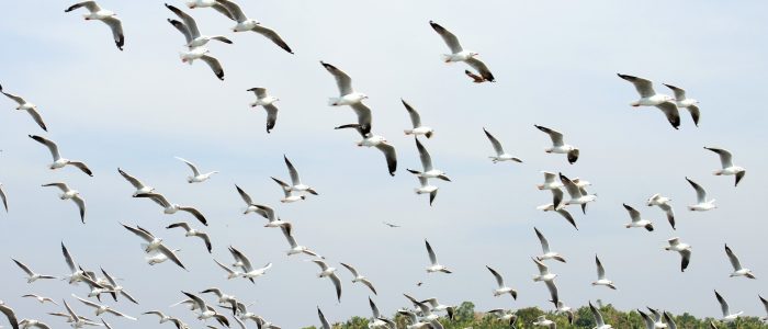 kadalundi bird sanctuary