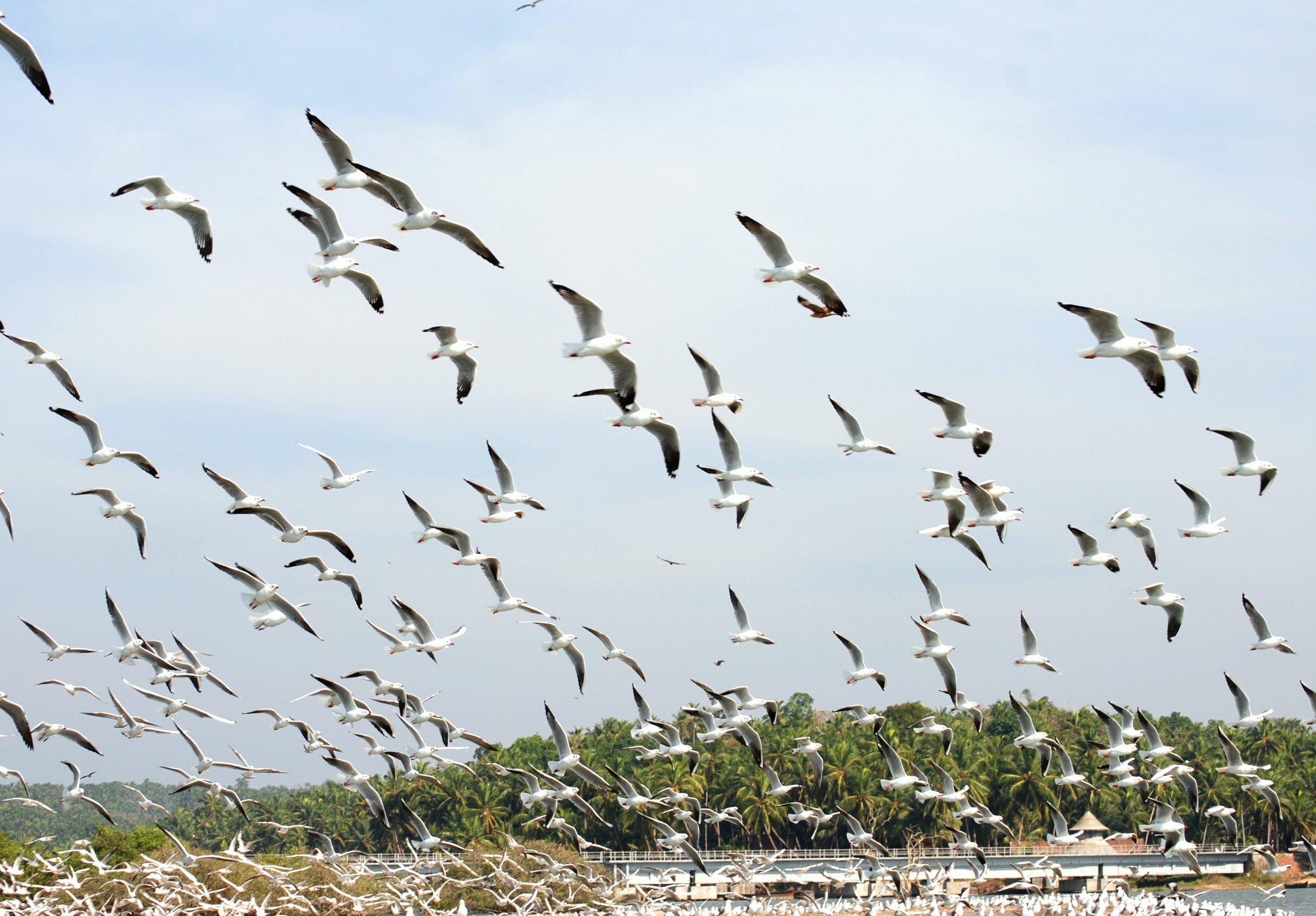 kadalundi bird sanctuary scaled