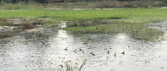 koritepadu cheruvu