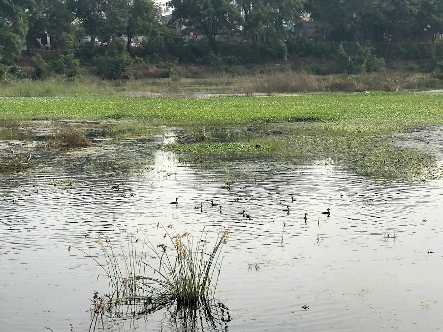 koritepadu cheruvu