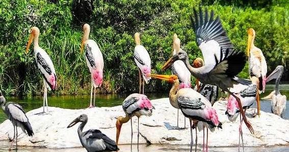 kumarakom bird sanctuary