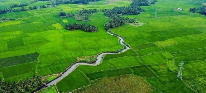 kuttumukku paddy lands view point
