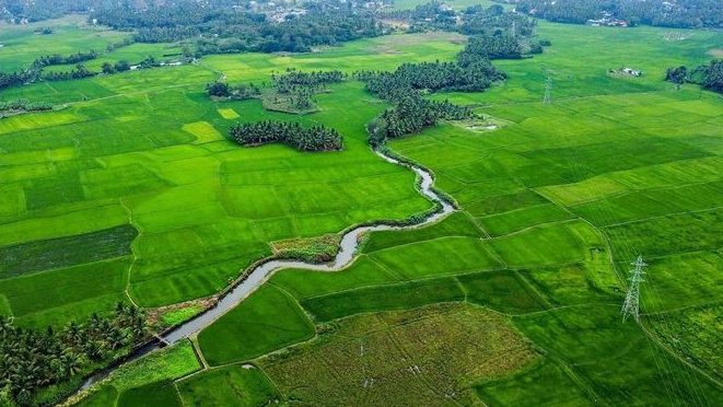 kuttumukku paddy lands view point