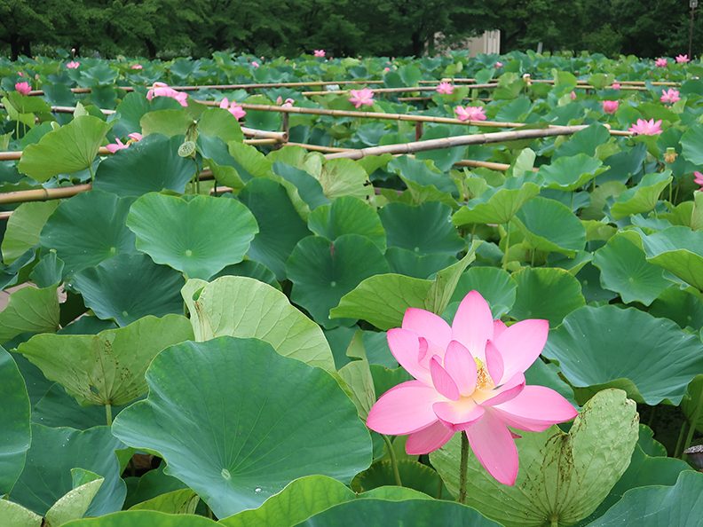 lotus pond garden ajsr