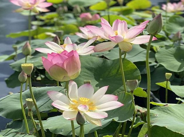 lotus pond