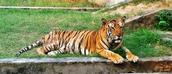 ludhiana zoo tiger safari