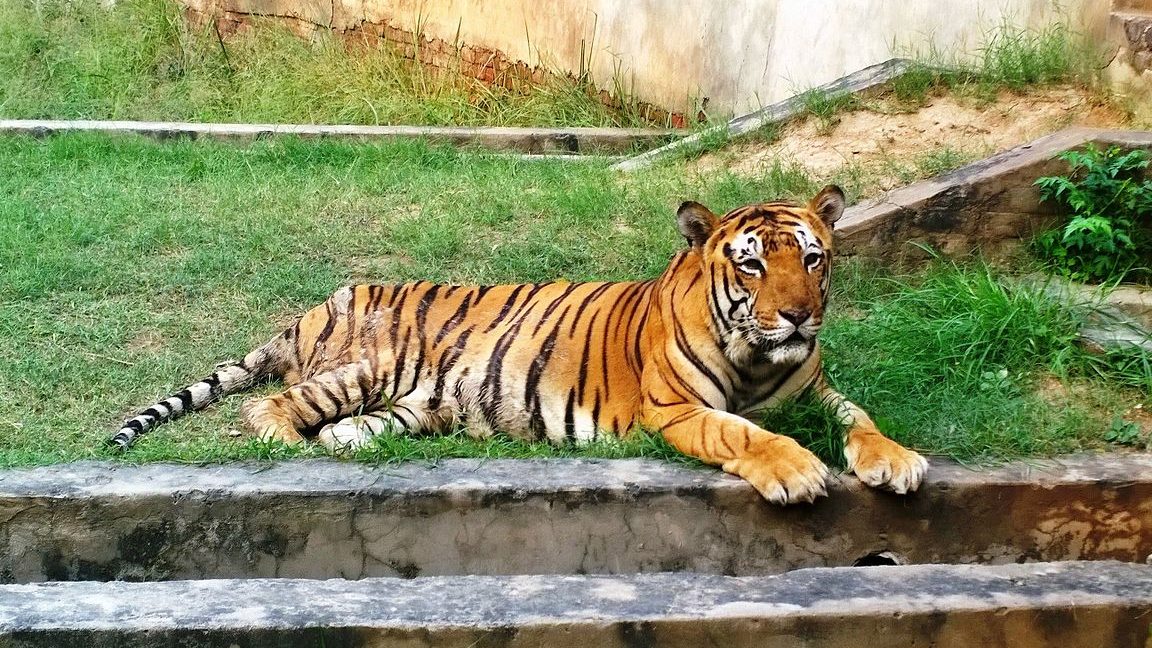 ludhiana zoo tiger safari
