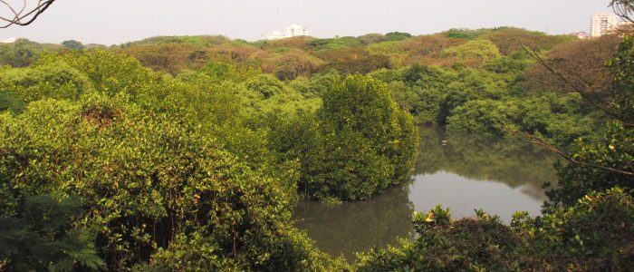 mangalavanam bird sanctuary