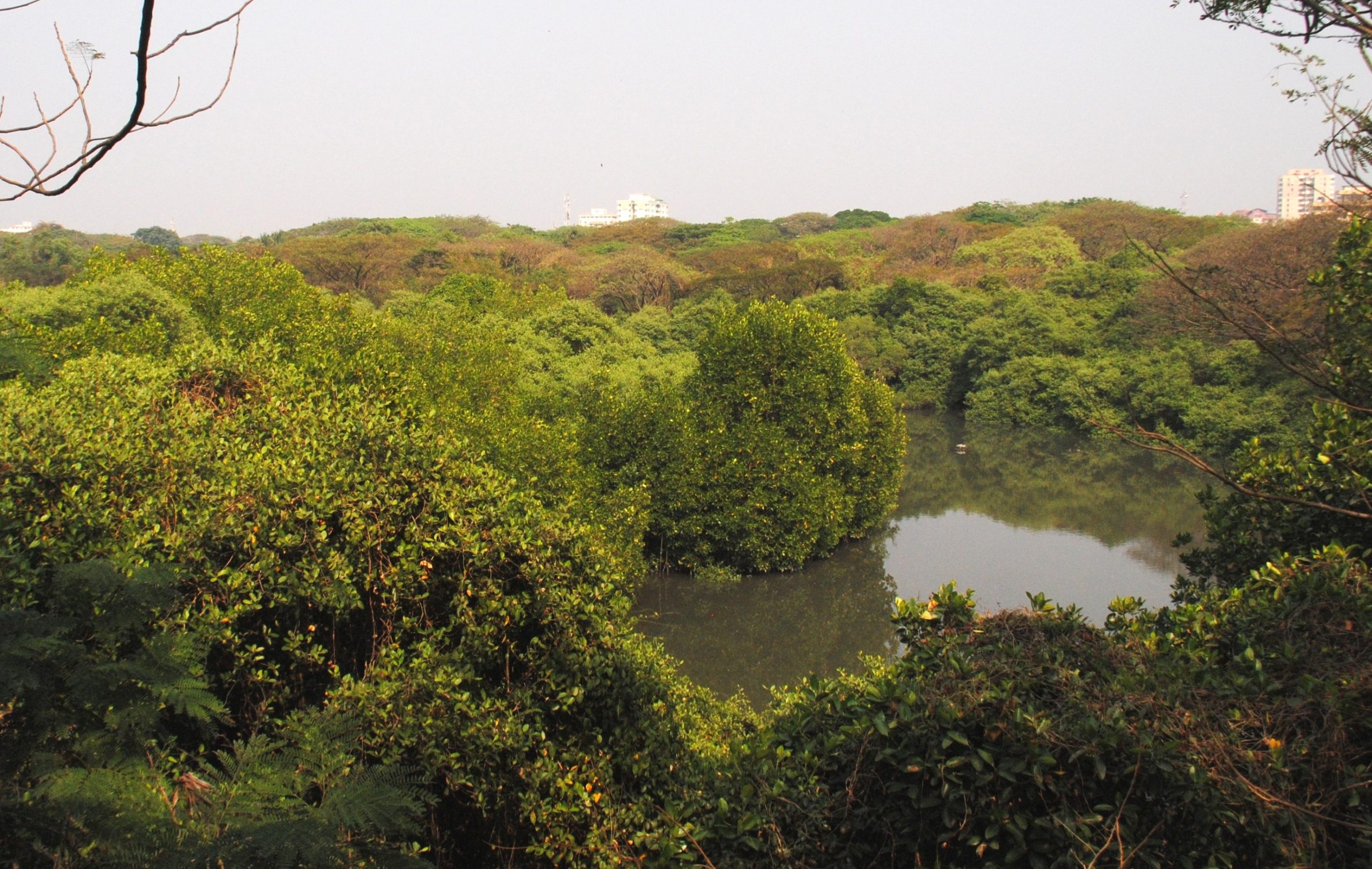 mangalavanam bird sanctuary scaled