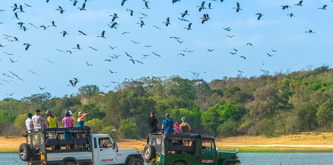 moolikulam birds watch area
