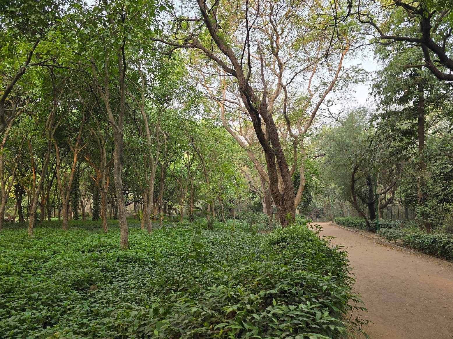 moradabad forest