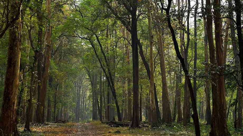 nedumkayam rain forest