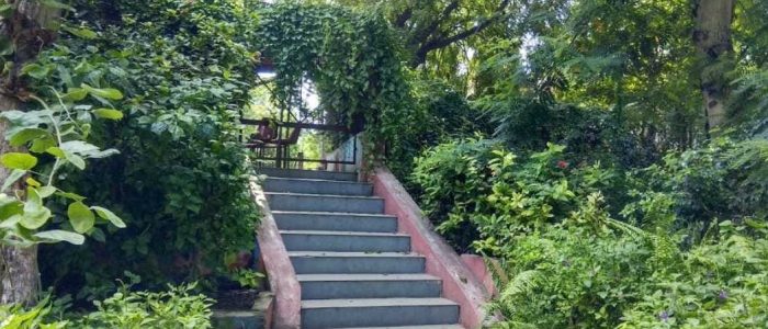 one tree hill garden