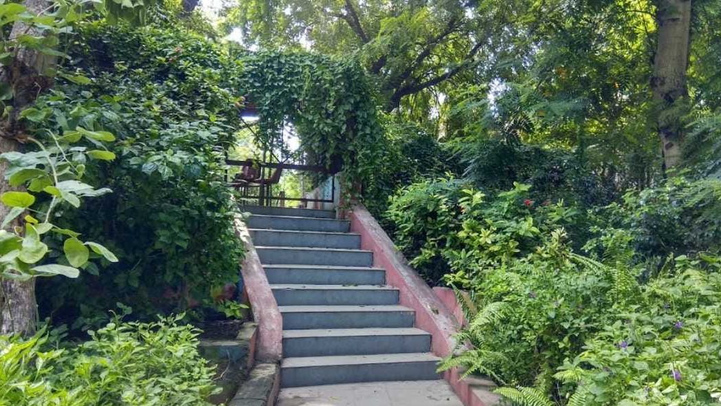 one tree hill garden