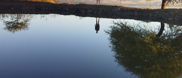 one tree lake point 1