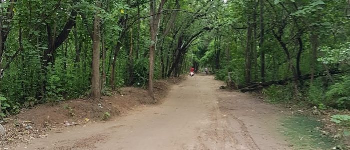 patiala ki rao reserved forest