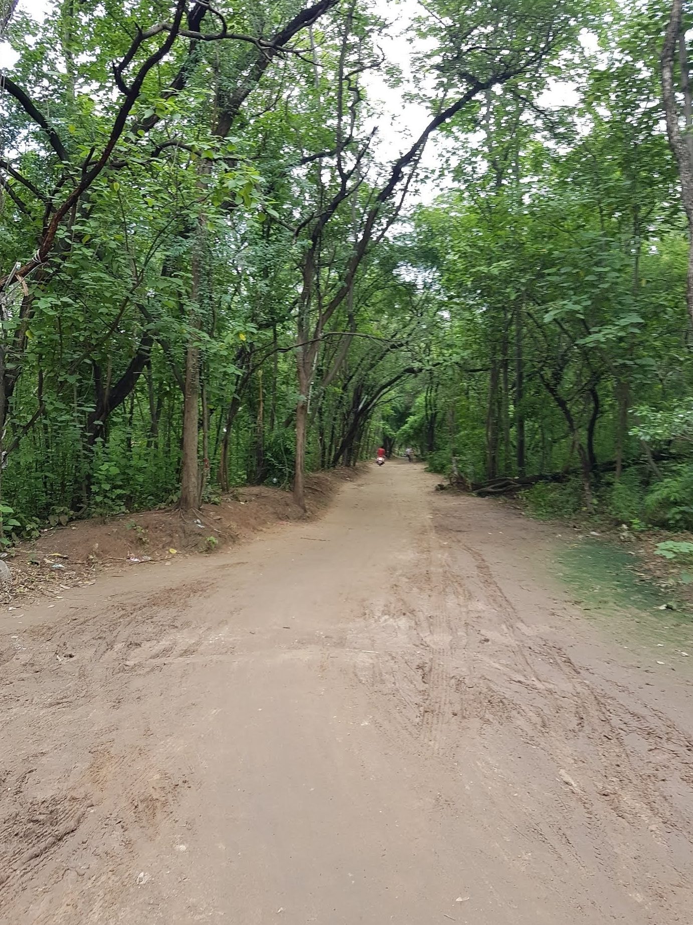 patiala ki rao reserved forest
