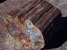 petrified wood