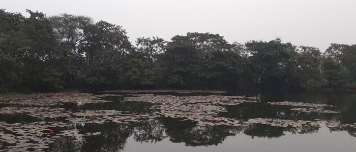 pimpalas lake 1
