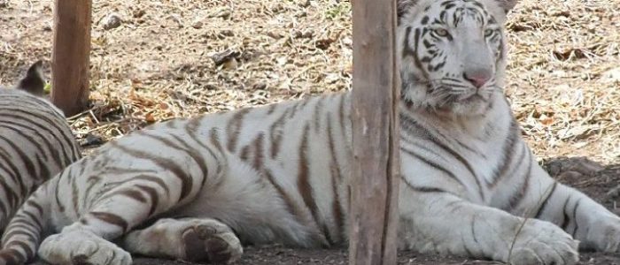 pradhyuman zoological park rajkot 1