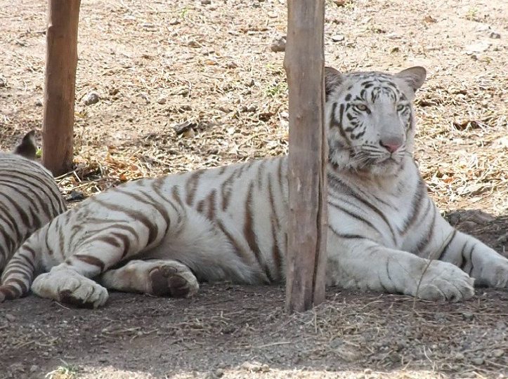 pradhyuman zoological park rajkot 1
