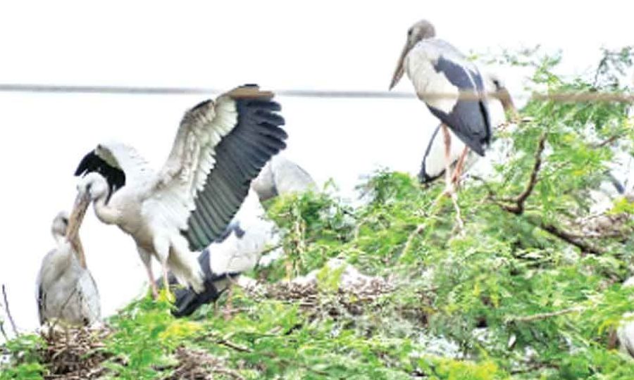 punyakshetram bird sanctuary