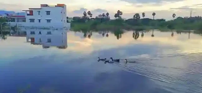 reddiyur lake
